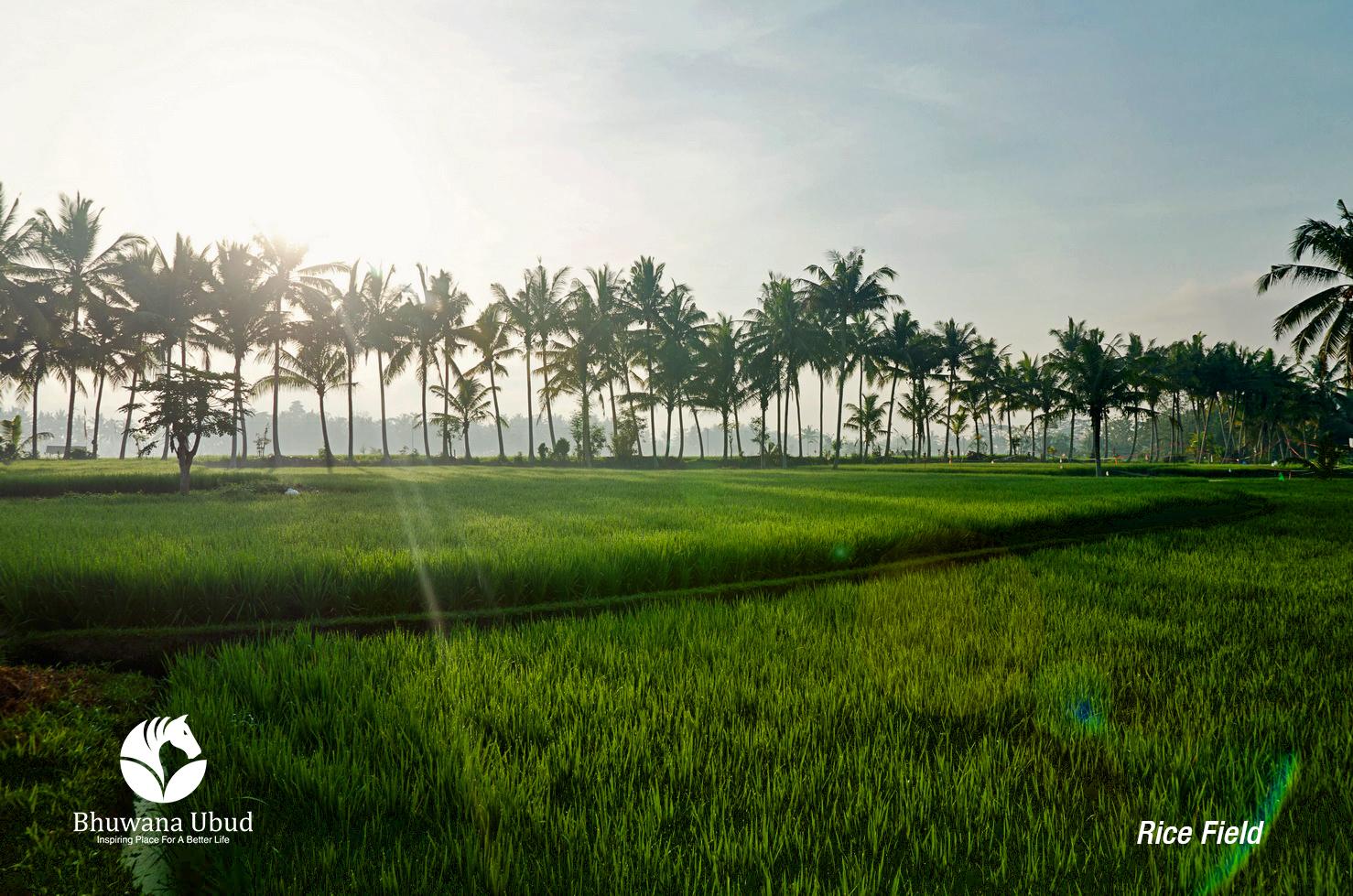 Bhuwana Ubud Hotel And Farming Exterior photo