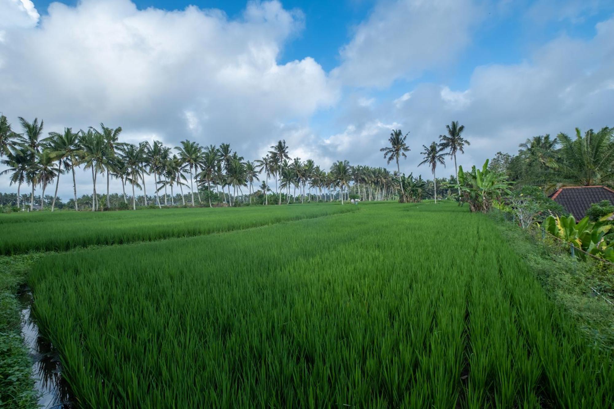 Bhuwana Ubud Hotel And Farming Exterior photo